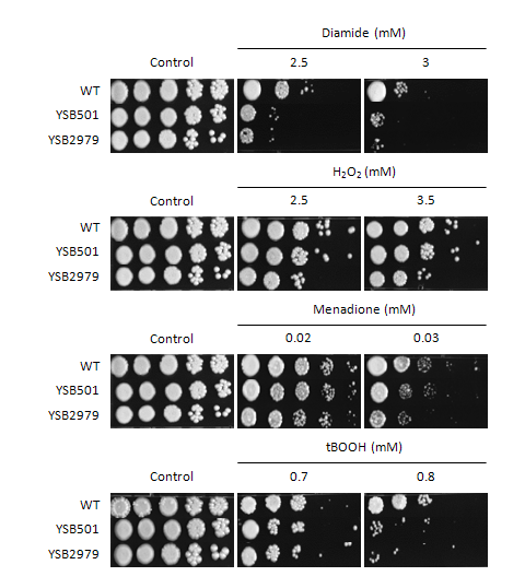 Oxidative stress phenotype for CNAG_00896T0