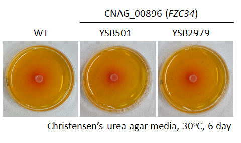 Urease phenotype for CNAG_00896T0