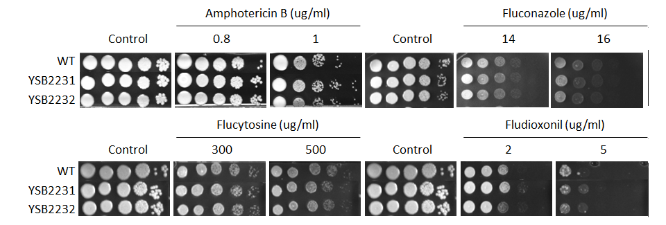 Antifungal drug susceptibility for CNAG_01014T0
