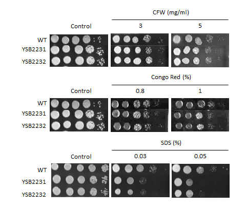 Cell wall stress phenotype for CNAG_01014T0
