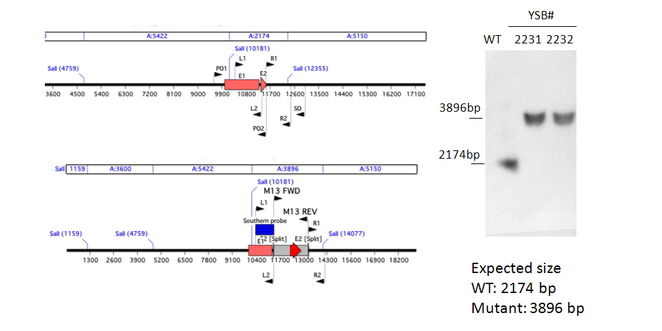 Gene disruption strategy for CNAG_01014T0
