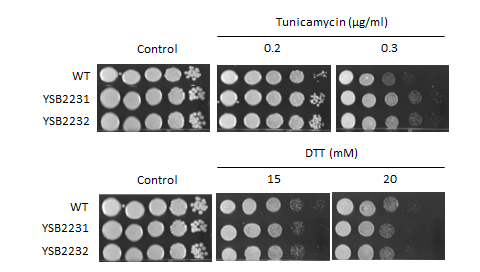 ER stress phenotype for CNAG_01014T0