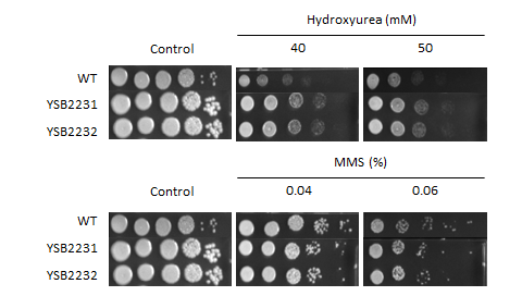 Genotoxic stress phenotype for CNAG_01014T0
