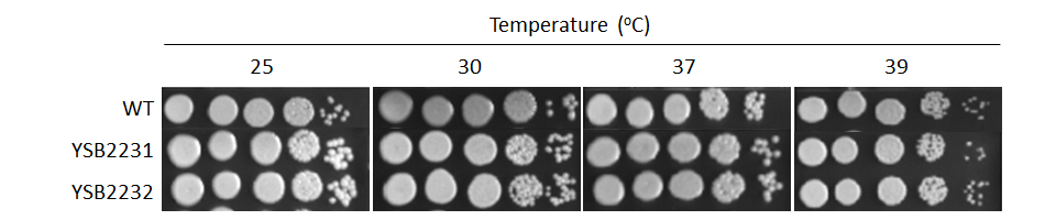 Growth phenotype for CNAG_01014T0