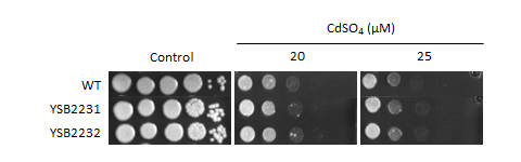 Heavy metal stress phenotype for CNAG_01014T0