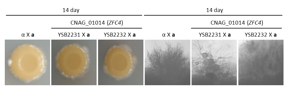 Mating phenotype for CNAG_01014T0