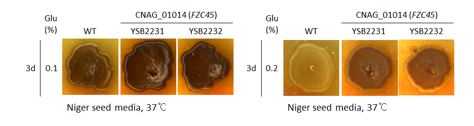 Melanin phenotype for CNAG_01014T0