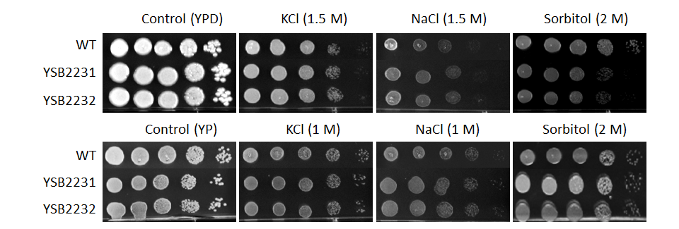 Osmotic stress phenotype for CNAG_01014T0