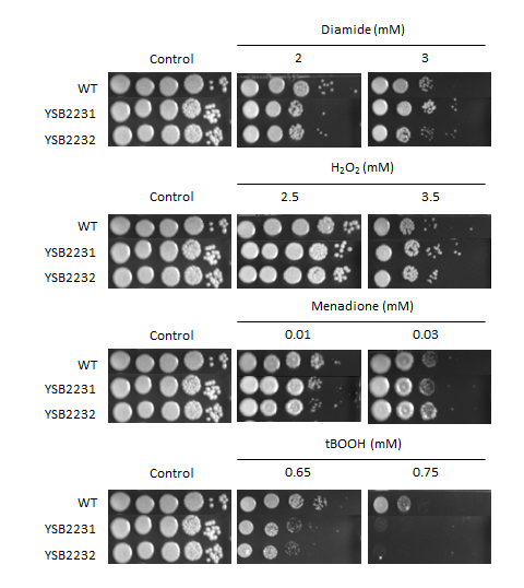 Oxidative stress phenotype for CNAG_01014T0
