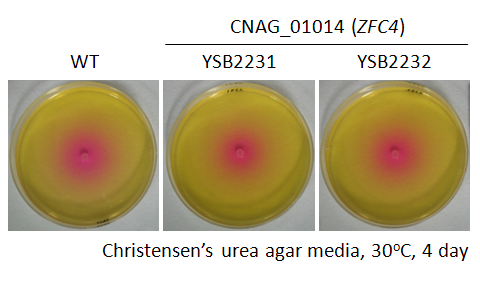 Urease phenotype for CNAG_01014T0