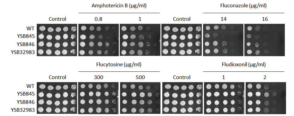 Antifungal drug susceptibility for CNAG_01069T0