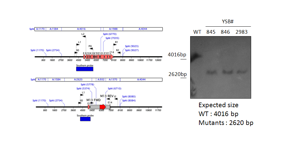 Gene disruption strategy for CNAG_01069T0