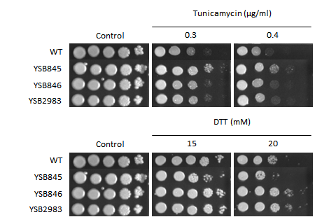 ER stress phenotype for CNAG_01069T0