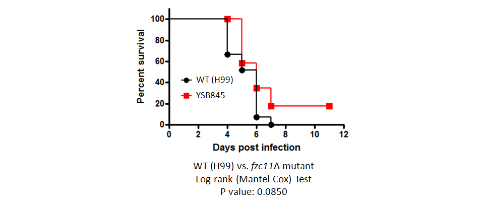 Galleria mellonella virulence data for CNAG_01069T0