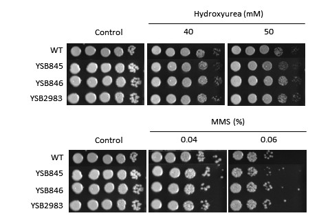 Genotoxic stress phenotype for CNAG_01069T0