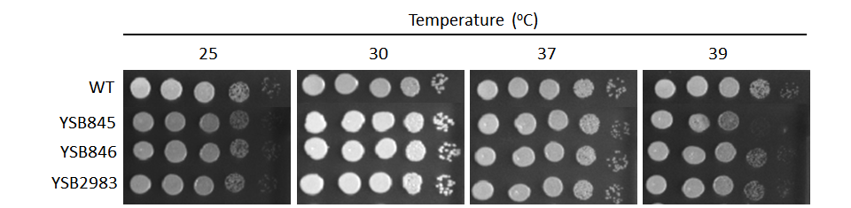 Growth phenotype for CNAG_01069T0