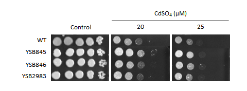 Heavy metal stress phenotype for CNAG_01069T0