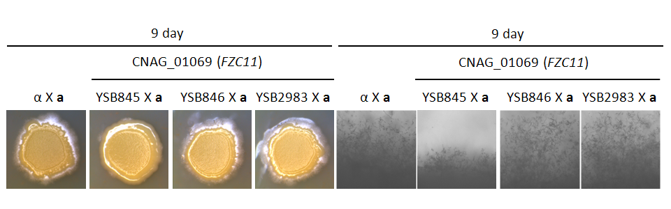 Mating phenotype for CNAG_01069T0