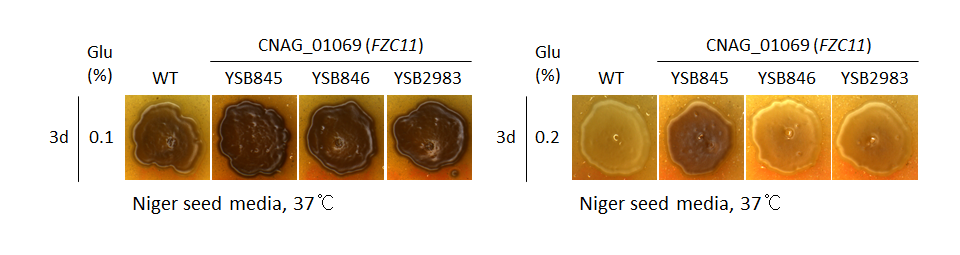 Melanin phenotype for CNAG_01069T0