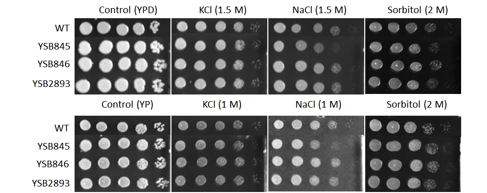 Osmotic stress phenotype for CNAG_01069T0