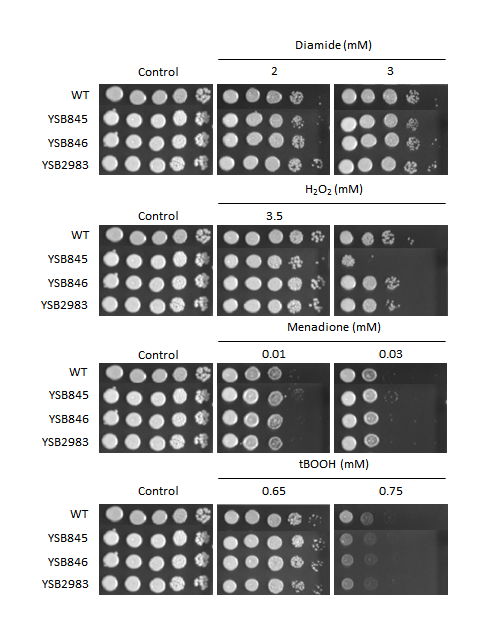 Oxidative stress phenotype for CNAG_01069T0