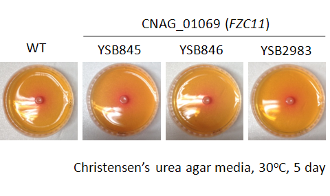 Urease phenotype for CNAG_01069T0