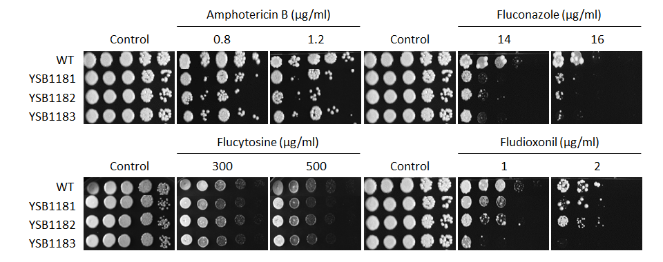 Antifungal drug susceptibility for CNAG_01173T0