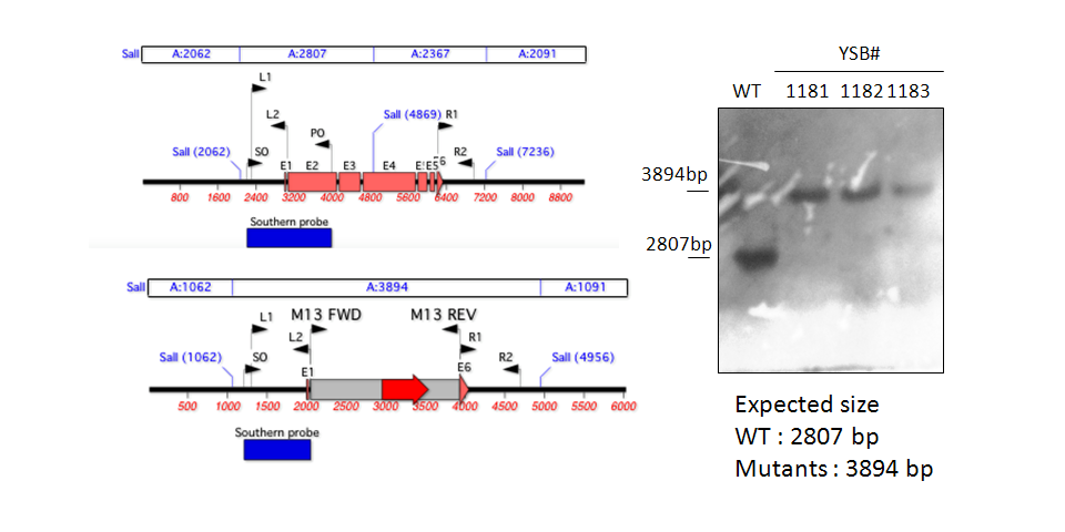 Gene disruption strategy for CNAG_01173T0