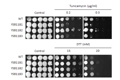 ER stress phenotype for CNAG_01173T0