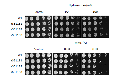 Genotoxic stress phenotype for CNAG_01173T0