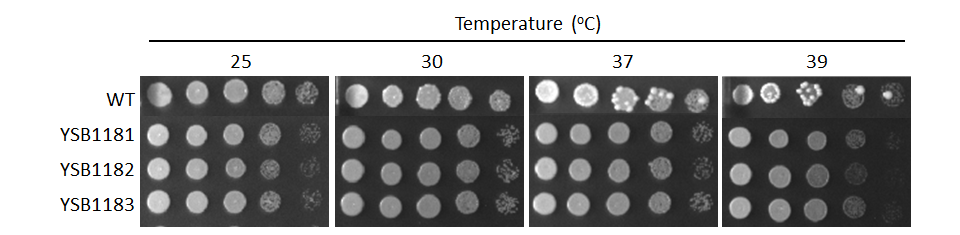 Growth phenotype for CNAG_01173T0