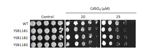 Heavy metal stress phenotype for CNAG_01173T0