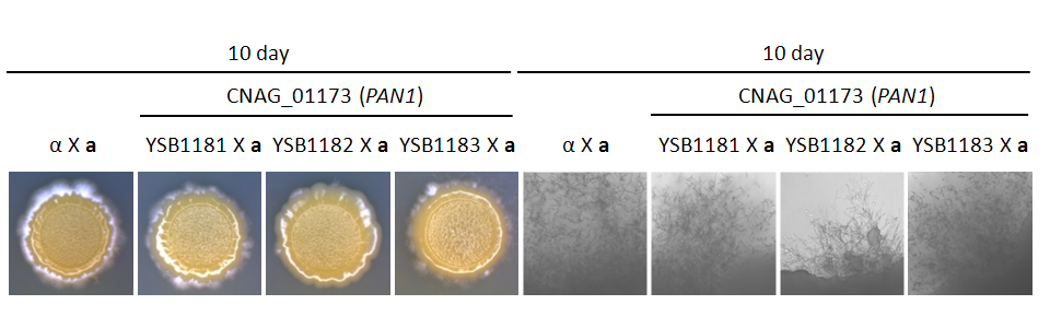 Mating phenotype for CNAG_01173T0