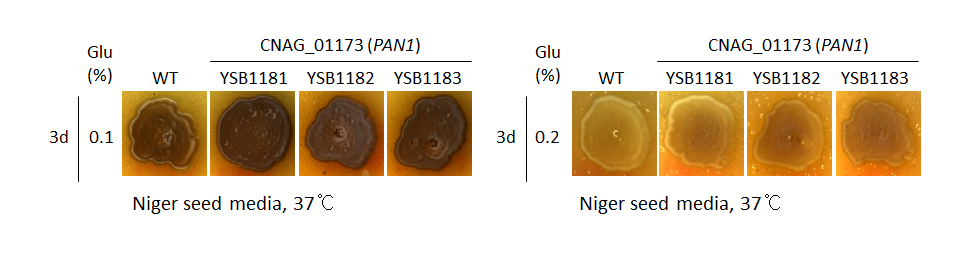Melanin phenotype for CNAG_01173T0