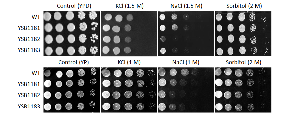 Osmotic stress phenotype for CNAG_01173T0