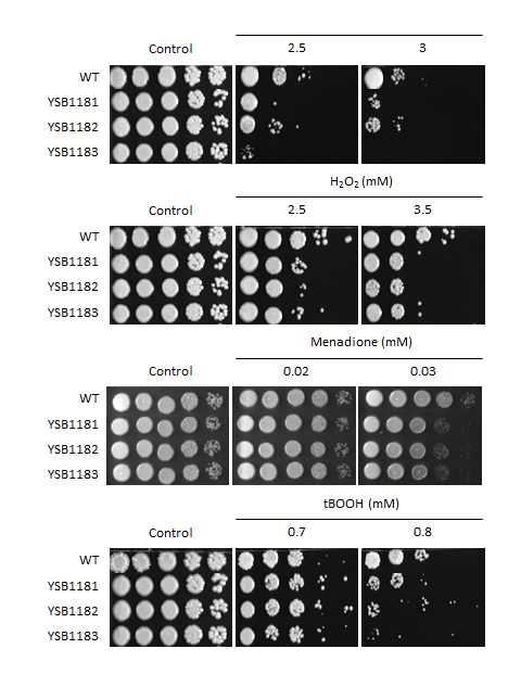 Oxidative stress phenotype for CNAG_01173T0