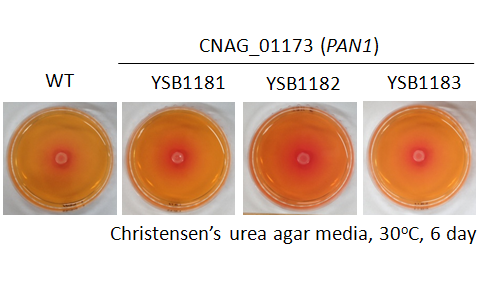 Urease phenotype for CNAG_01173T0