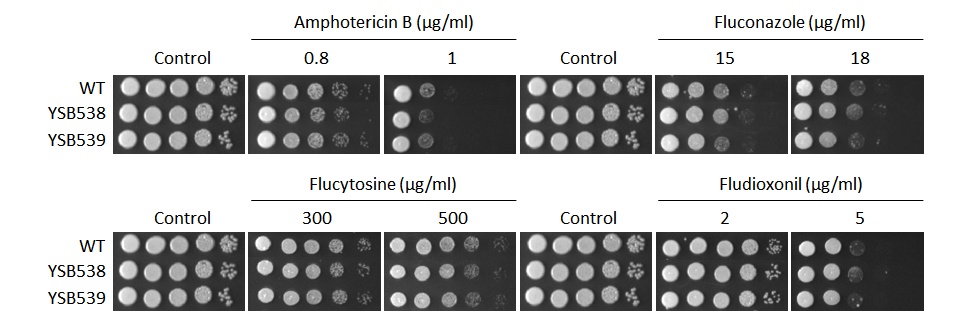 Antifungal drug susceptibility for CNAG_01438T0