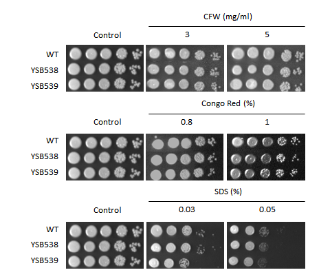 Cell wall stress phenotype for CNAG_01438T0