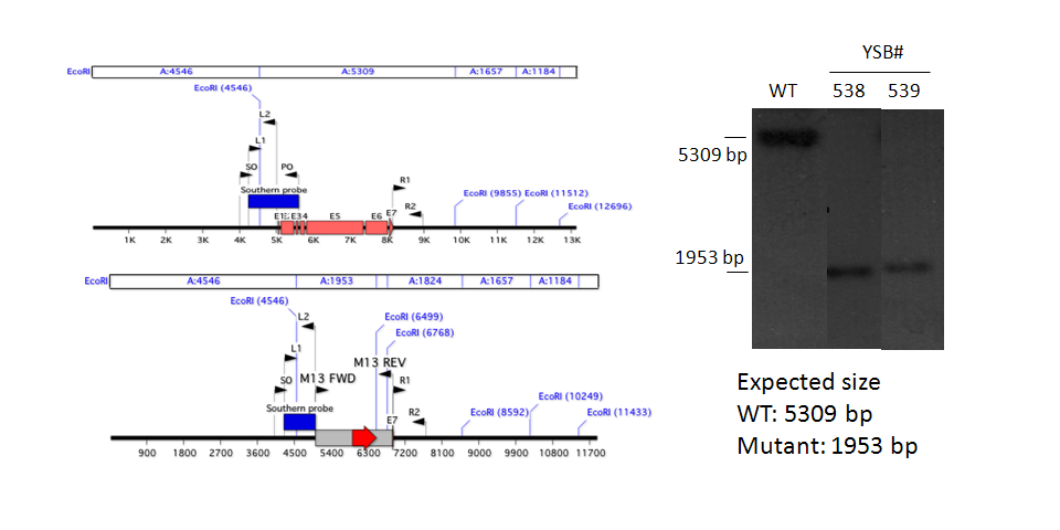 Gene disruption strategy for CNAG_01438T0