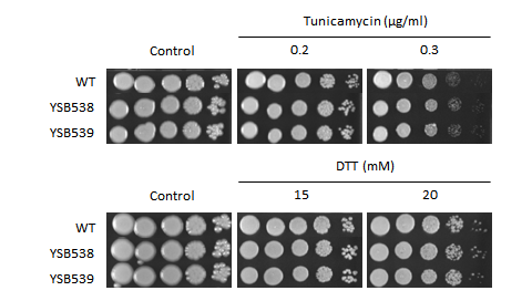 ER stress phenotype for CNAG_01438T0