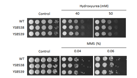 Genotoxic stress phenotype for CNAG_01438T0