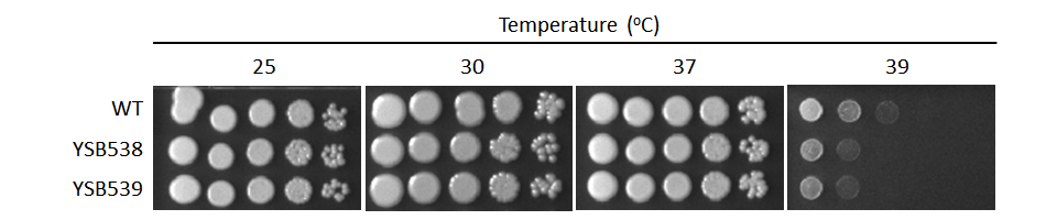 Growth phenotype for CNAG_01438T0