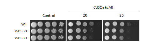 Heavy metal stress phenotype for CNAG_01438T0