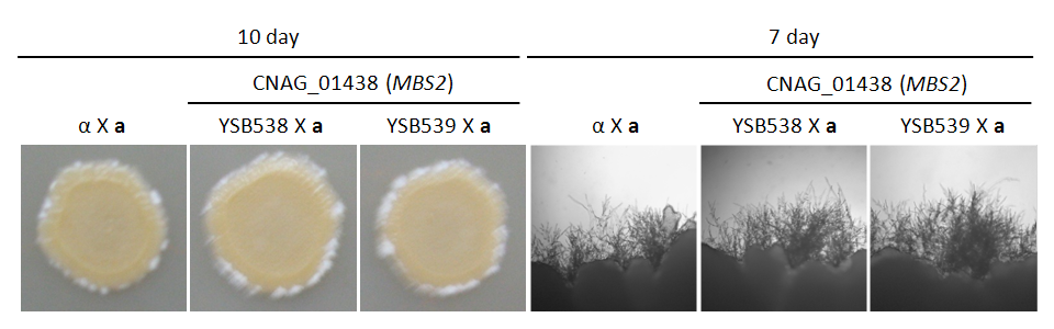 Mating phenotype for CNAG_01438T0