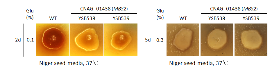 Melanin phenotype for CNAG_01438T0