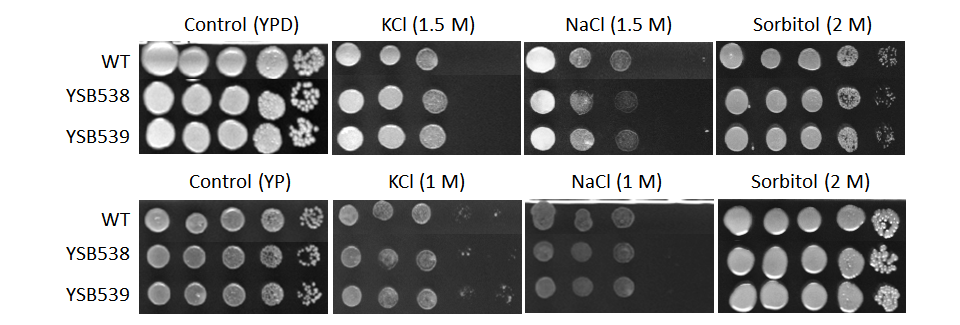 Osmotic stress phenotype for CNAG_01438T0