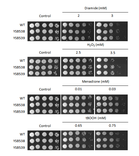 Oxidative stress phenotype for CNAG_01438T0