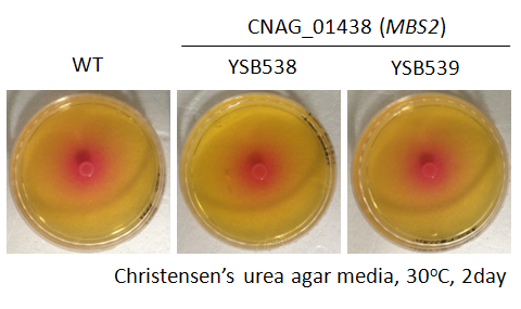 Urease phenotype for CNAG_01438T0