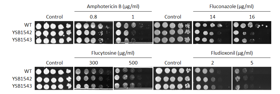 Antifungal drug susceptibility for CNAG_01454T0